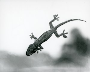 Gecko viděné zespodu, jak šplhá po skle, ukazuje své specializované polštářky, Londýnská zoo, srpen 1928 (černobílá fotografie) od Frederick William Bond