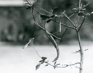 Obří tyčovitý hmyz maskovaný na větvičce v londýnské zoo v roce 1923 od Frederick William Bond