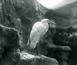 Volavka obecná nebo volavka bílá stojící na skále v londýnské zoo v září 1927 od Frederick William Bond