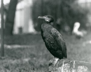 Kormorán velký v londýnské zoo v září 1927 od Frederick William Bond