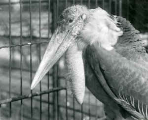 Velký adjutant čáp v londýnské zoo v červenci 1925 od Frederick William Bond