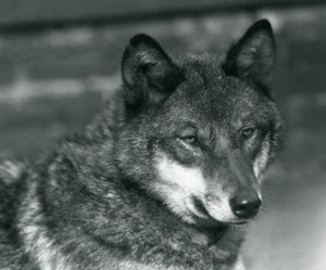 Šedý vlk v londýnské zoo, 1925 od Frederick William Bond