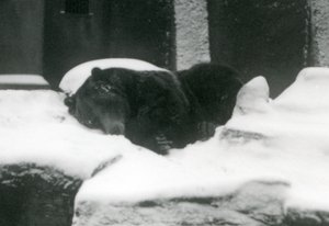 Medvěd grizzly spící ve sněhu, Londýnská zoo, 1924 od Frederick William Bond