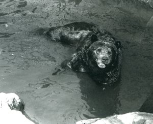 Medvěd grizzly se koupe ve svém bazénu v londýnské zoo v roce 1924 od Frederick William Bond