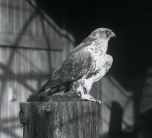 Gyrfalcon odpočívá na kládě, Londýnská zoo, prosinec 1925 od Frederick William Bond