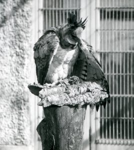Harpyje orel v londýnské zoo, duben 1914 od Frederick William Bond