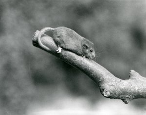Hazel/Common plch na větvi, London Zoo od Frederick William Bond