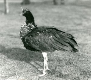 Rohatý Screamer stojící na trávě v londýnské zoo v září 1927 od Frederick William Bond