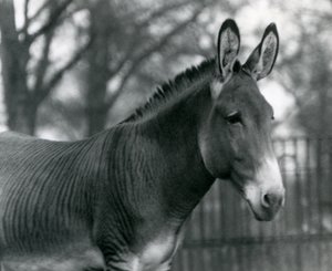 Hybridní zebra v londýnské zoo v červenci 1924 od Frederick William Bond
