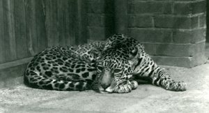 Jaguar odpočívající v londýnské zoo v červnu 1924 od Frederick William Bond