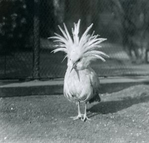 Kagu nebo Cagu vystavující své hřebenové peří v londýnské zoo, červen 1921