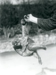 Kinkajou zavěšený z prstu chovatele za jeho chápavý ocas, Londýnská zoo, září 1925 od Frederick William Bond