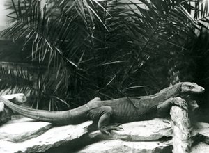 Monitor varana komodského opřel krk a přední nohy o kládu v londýnské zoo v červnu 1927 od Frederick William Bond