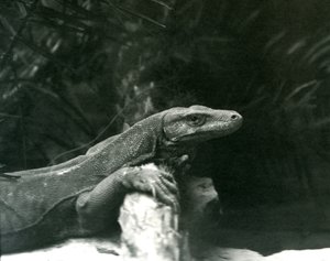 Monitor varana komodského opřel krk a přední nohy o kládu v londýnské zoo v červnu 1927 od Frederick William Bond