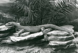 Monitor varana komodského spočívající na skalnaté stěně v londýnské zoo v roce 1927 od Frederick William Bond