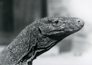 Drak komodský v londýnské zoo v srpnu 1928 (černobílá fotografie) od Frederick William Bond