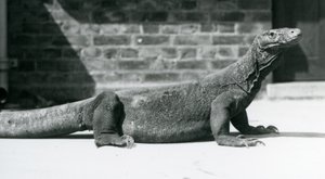 Drak komodský v londýnské zoo v srpnu 1928 (černobílá fotografie) od Frederick William Bond