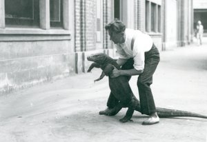 Varana komodského drženého na zadních nohách chovatelem v londýnské zoo v srpnu 1928 (černobílá fotografie) od Frederick William Bond