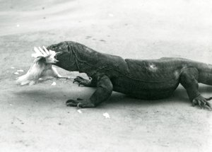 Komodo Dragon jíst kuře, London Zoo od Frederick William Bond