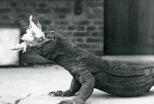 Drak komodský pojídající kuře v londýnské zoo srpen 1928 (černobílá fotografie) od Frederick William Bond