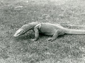 Drak komodský na procházce po trávníku v postroji a vodítku (černobílá fotografie) od Frederick William Bond
