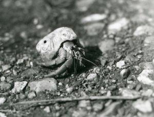 Land Hermit Crab, London Zoo od Frederick William Bond