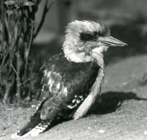 Laughing Kookaburra v londýnské zoo v dubnu 1925 od Frederick William Bond