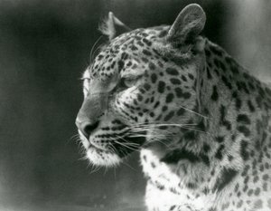 Leopard v londýnské zoo v roce 1930 (černobílá fotografie) od Frederick William Bond