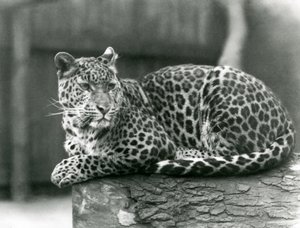 Leopard odpočívá na kládě v londýnské zoo v roce 1929 (černobílá fotografie) od Frederick William Bond