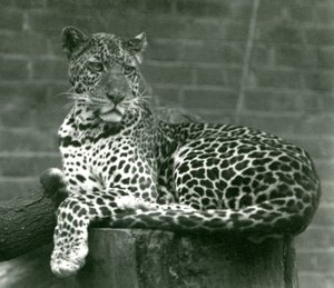 Leopard sedící na pařezu v londýnské zoo v roce 1924 od Frederick William Bond