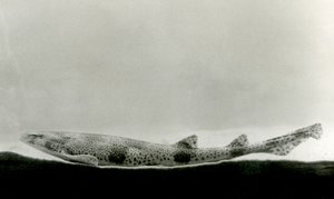 Dogfish méně skvrnitý v londýnské zoo v roce 1924 od Frederick William Bond