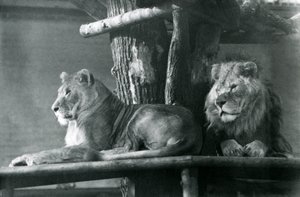 Lev a lvice odpočívající na vysoké plošině ve svém výběhu, londýnská zoo v roce 1929 (černobílá fotografie) od Frederick William Bond