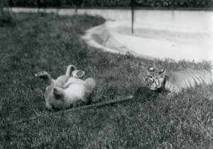 Mládě lva a tygra si hrají s mopem, na trávě, u bazénu, londýnská zoo, září 1925 od Frederick William Bond