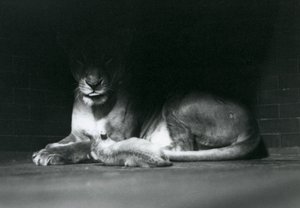 Lvíče ležící se svou matkou ve stínu zadní části výběhu, Londýnská zoo, říjen 1925 od Frederick William Bond