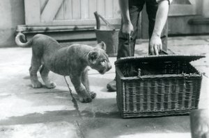Lvíče při pohledu na tygří mládě v proutěném košíku, který chovatel otevírá, Londýnská zoo, září 1925 od Frederick William Bond