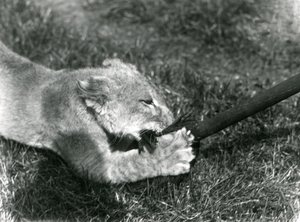 Lvíče hrající si s mopem, které drží jeho chovatel, na trávě před svým doupětem, Londýnská zoo, září 1925 od Frederick William Bond