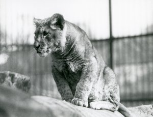Lvíče, které se narodilo ve zvěřinci v červenci 1923, londýnská zoo, červenec 1924 od Frederick William Bond
