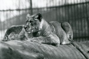 Lvíče, které se narodilo ve zvěřinci v červenci 1923, londýnská zoo, červenec 1924 od Frederick William Bond