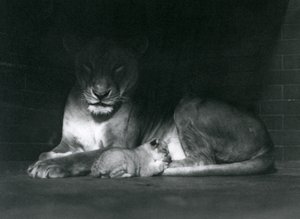Lvice a mládě ležící ve stínu zadní části jejich výběhu, Londýnská zoo, říjen 1925 od Frederick William Bond