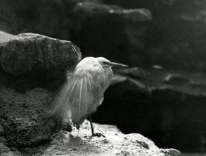 Volavka odpočívající mezi skalami v londýnské zoo v roce 1930 (černobílá fotografie) od Frederick William Bond