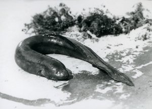 Lungfish odpočívá mimo vodu v londýnské zoo v září 1928 od Frederick William Bond