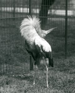 Čáp Maguari provádějící zobrazení nahoru-dolů, Londýnská zoo, červenec 1925 od Frederick William Bond