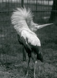 Čáp Maguari provádějící zobrazení nahoru-dolů, Londýnská zoo, červenec 1925 od Frederick William Bond