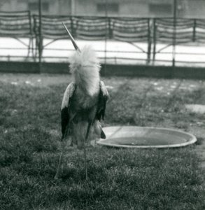 Čáp maguari předvádí ukázku nahoru a dolů, když stojí na trávě vedle malého betonového bazénu, Londýnská zoo, červenec 1925 (čb fotografie) od Frederick William Bond