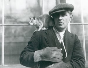 Malgašská obrovská krysa sedí na rameni svého chovatele, londýnské zoo od Frederick William Bond