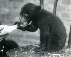 Mládě malajského nebo slunečního medvěda sedícího na židli, když ho jeho chovatel krmí z láhve v londýnské zoo, 20. léta od Frederick William Bond