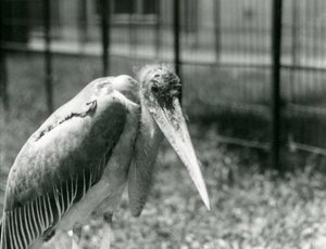 Čáp Marabu stojící ve výběhu v londýnské zoo v září 1928 od Frederick William Bond