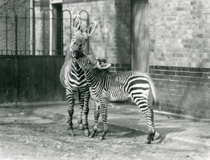 Zebra horská a její hříbě v londýnské zoo v roce 1929 (černobílá fotografie) od Frederick William Bond