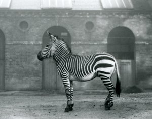 Zebra horská stojící ve svém výběhu před vysokými dveřmi Giraffe House v londýnské zoo v roce 1927 od Frederick William Bond