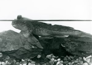 Mudskipper, spočívající na ponořených skalách, s očima nad vodou, londýnská zoo od Frederick William Bond